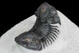 Bargain, Paralejurus Trilobite - Morocco #126919-5